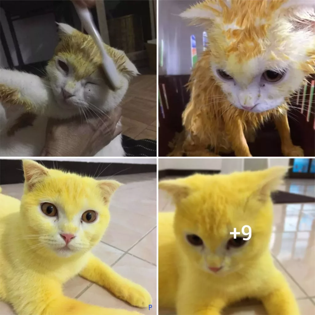 From Feline to Pikachu: The Tale of a Cute Cat Battling Illness with Style