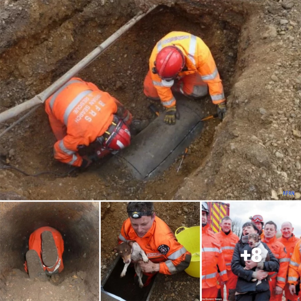 “Unlikely Hero: Furry Friend Rescued from Subterranean Lair Thanks to Mysterious Drain Noises”