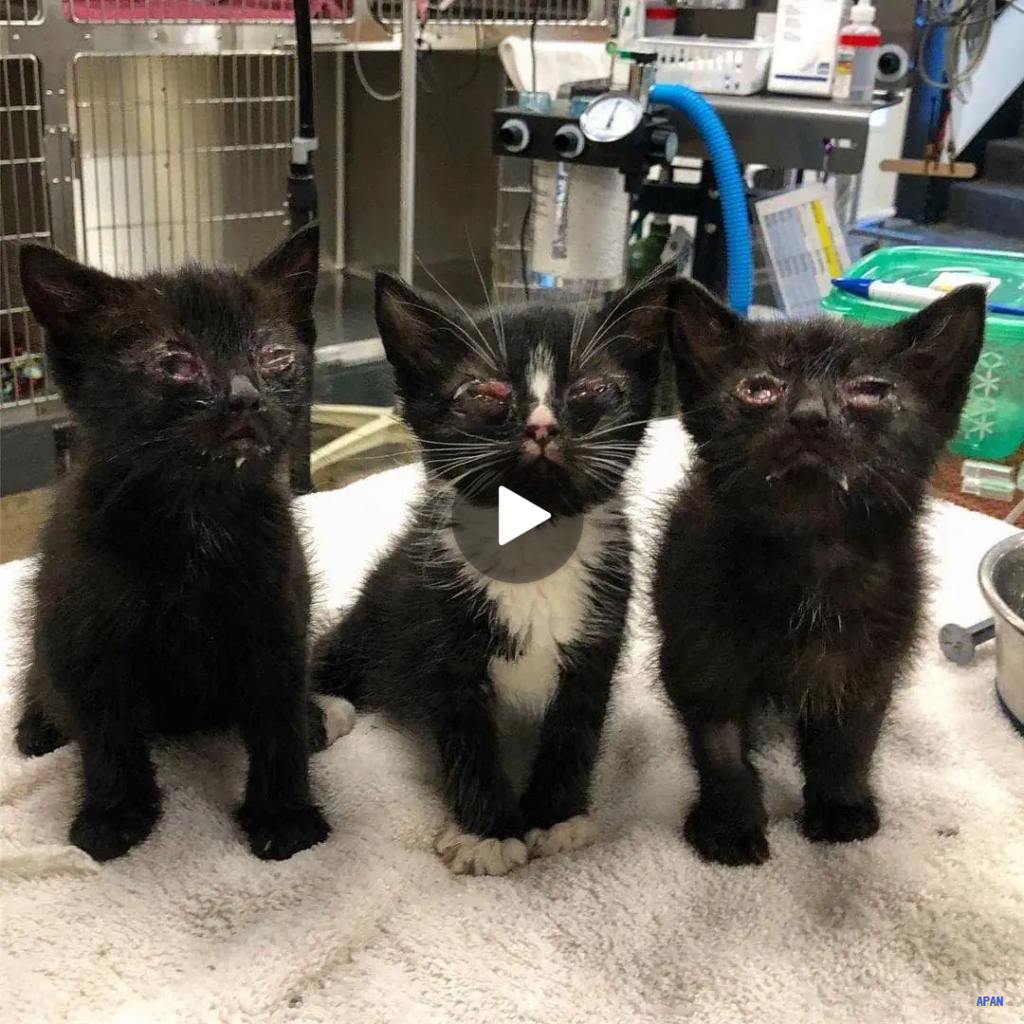 “Tiny Kittens Rescued at 6 Weeks Old with Health Troubles: A Heartwarming Journey of Recovery”